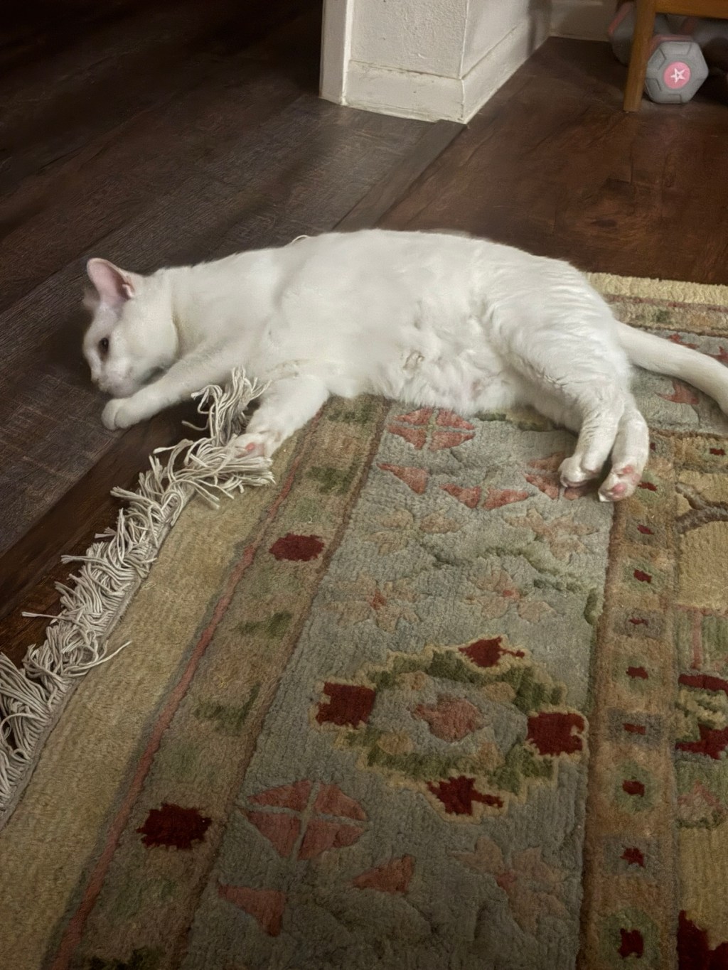Pearl celebrates International Cat Day